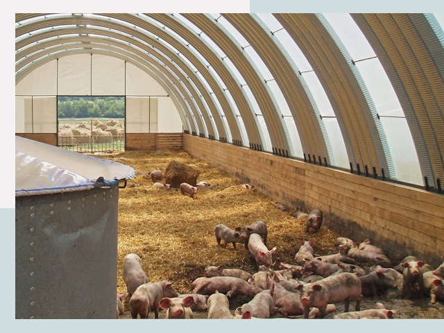 Строительство свинарников в Великом Устюге